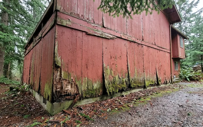 Before: delaminated and moss-covered T1-11 panels at the base of a 1970s split-level under Douglas firs