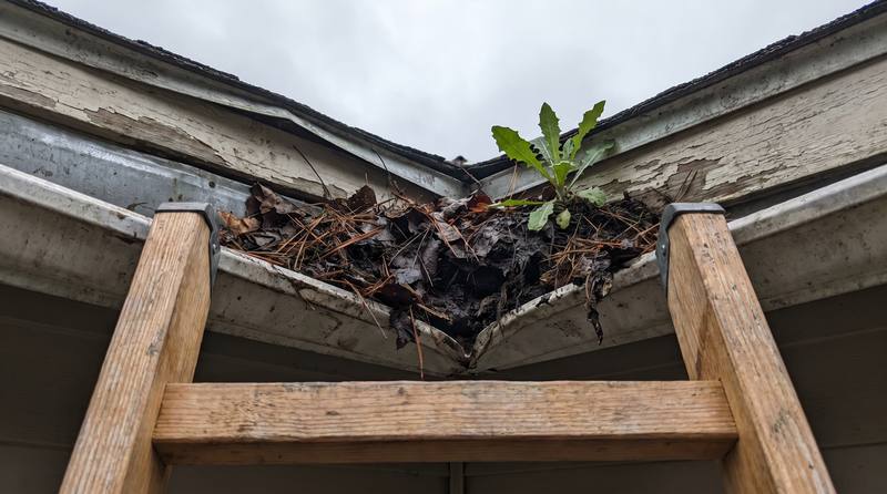 A gutter packed with wet leaves and debris, sagging from the fascia