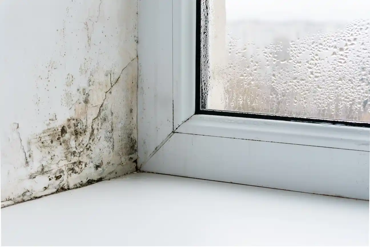 Mold and Water Damage Repair Handyman In Flower Mound Texas