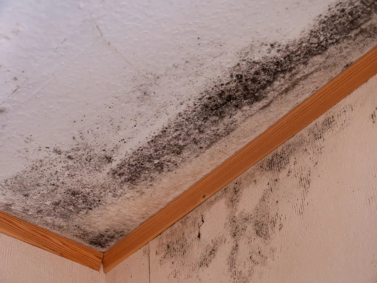 Mold and Water Damage Handyman in Hollywood Hills