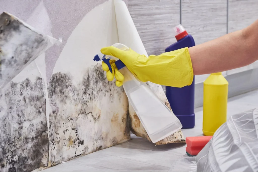 Mold Investigation and Remediation Strategies
