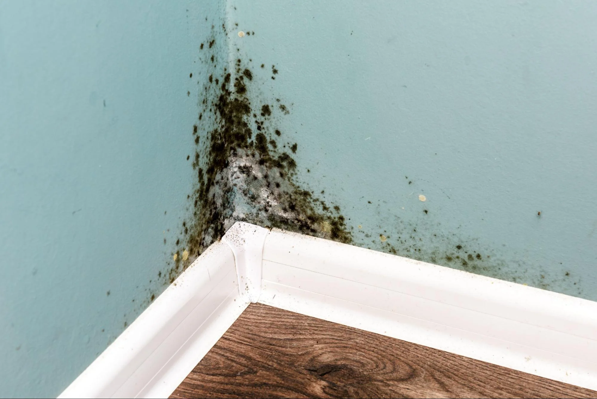 The Homeowner’s Guide to Mold Detection and Remediation