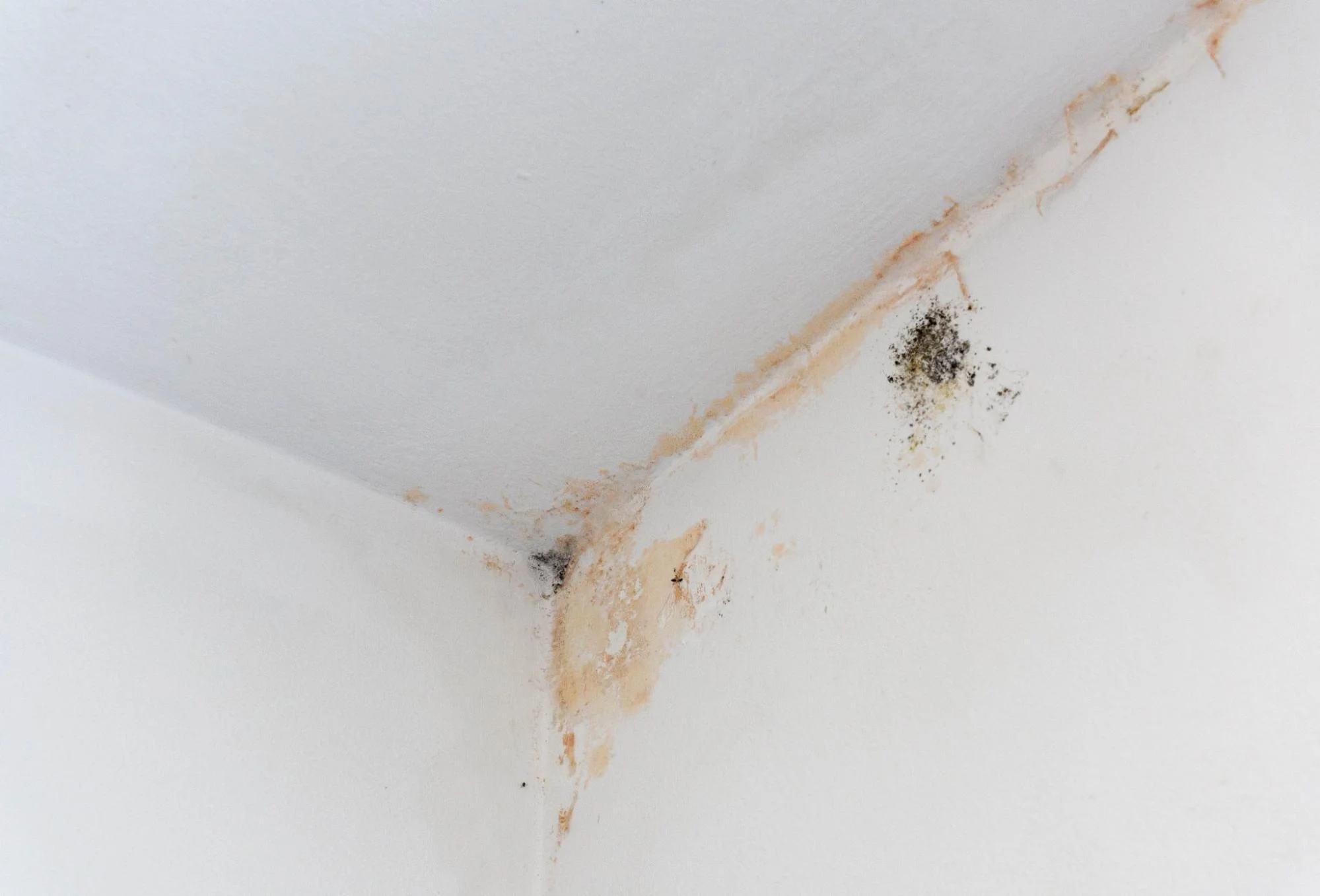 Detecting and Addressing Mold Issues