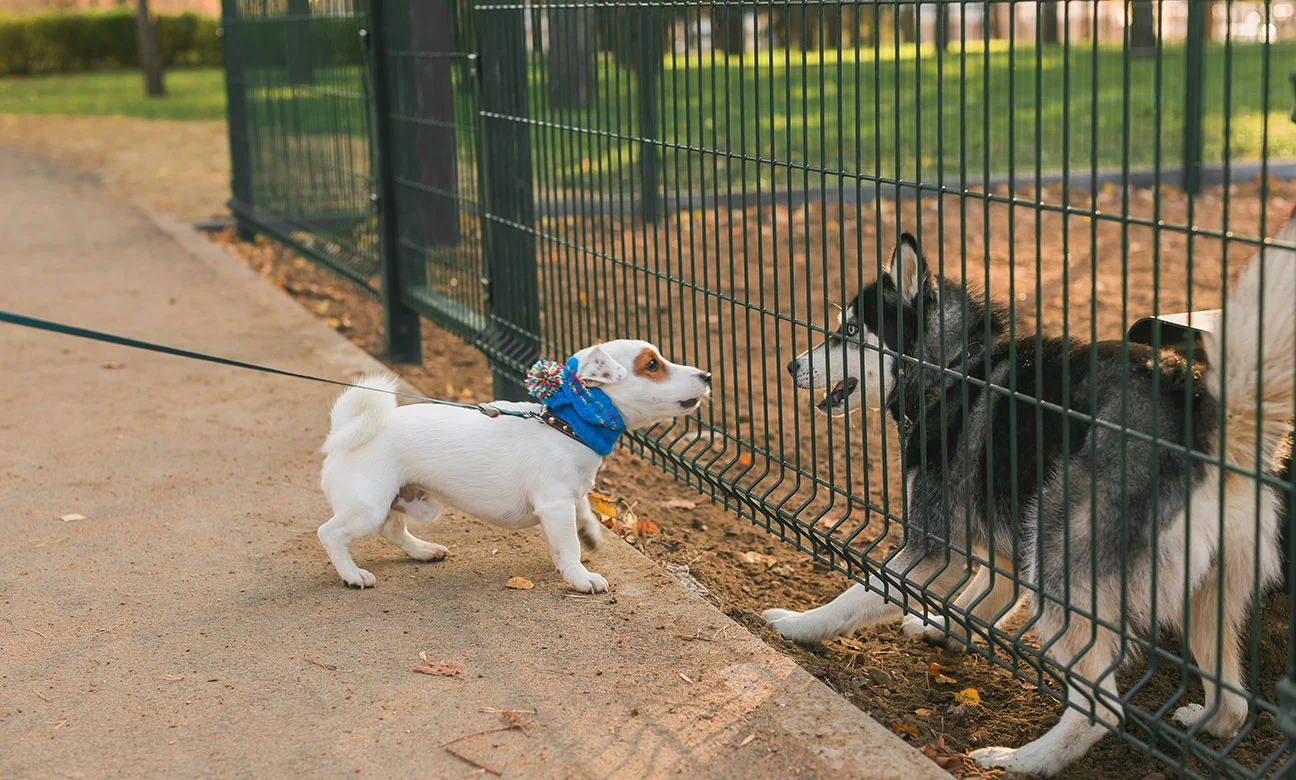 Holly Springs NC Dog Fence and Gate