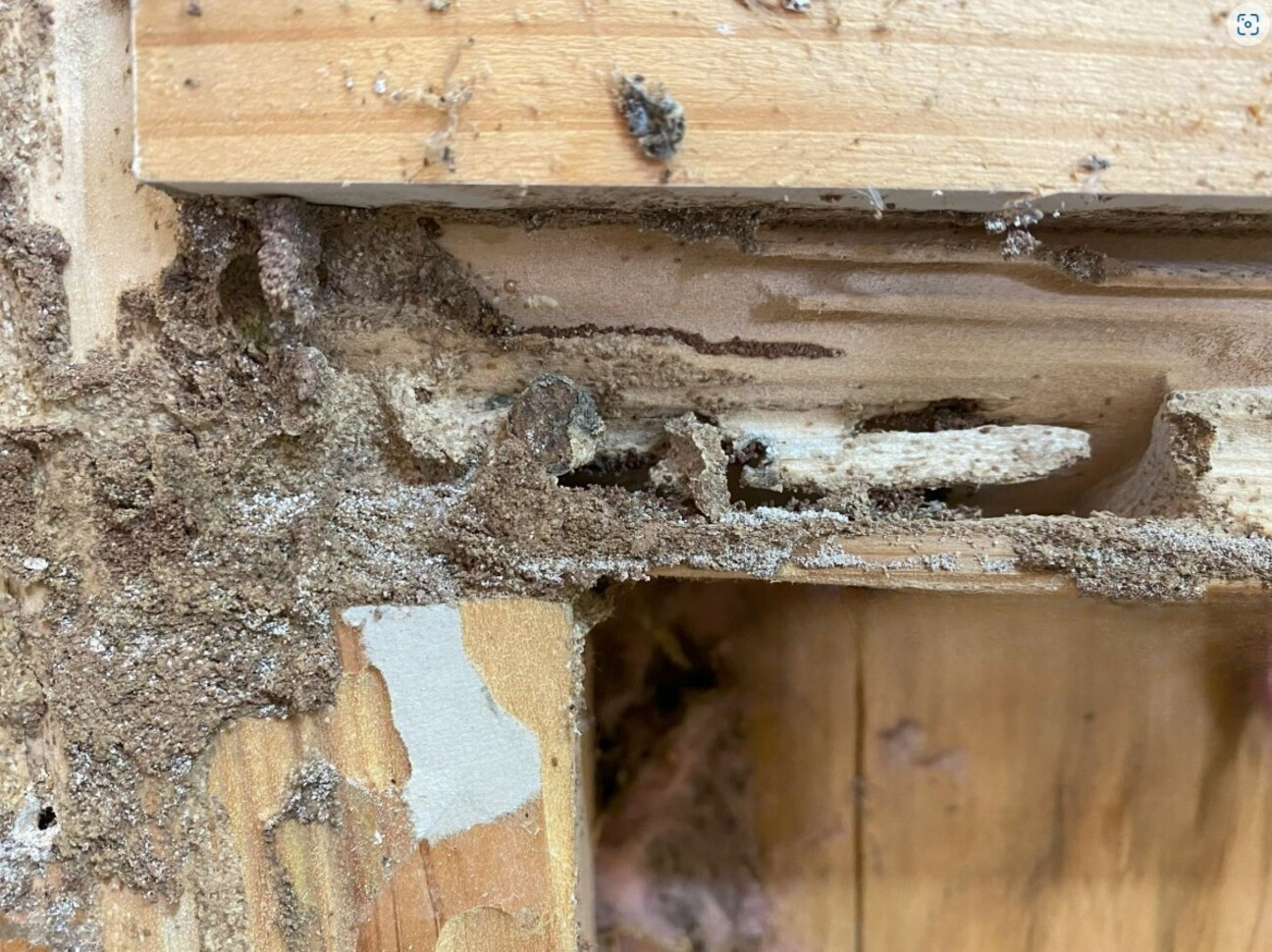 Wake Forest NC Termite Treatment