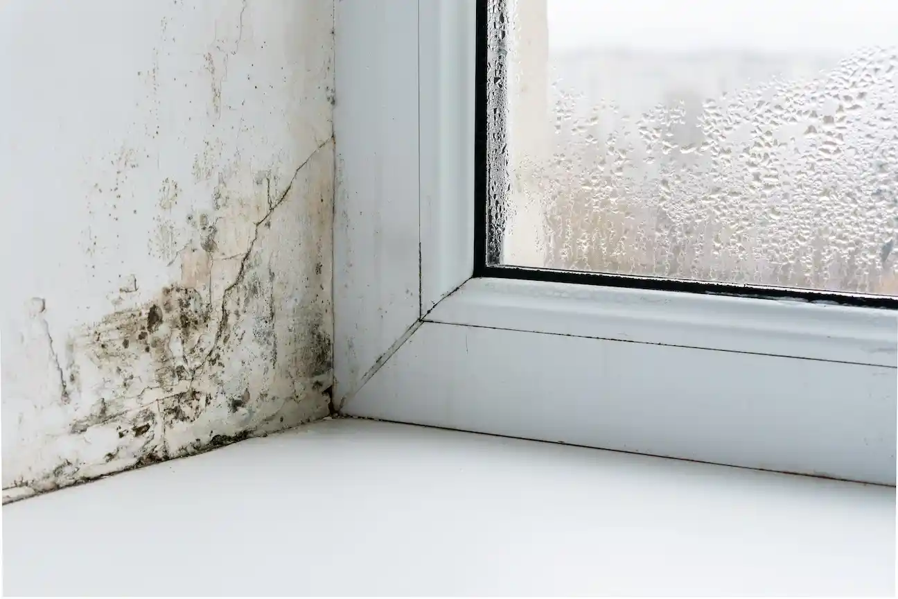 mold repair in raleigh