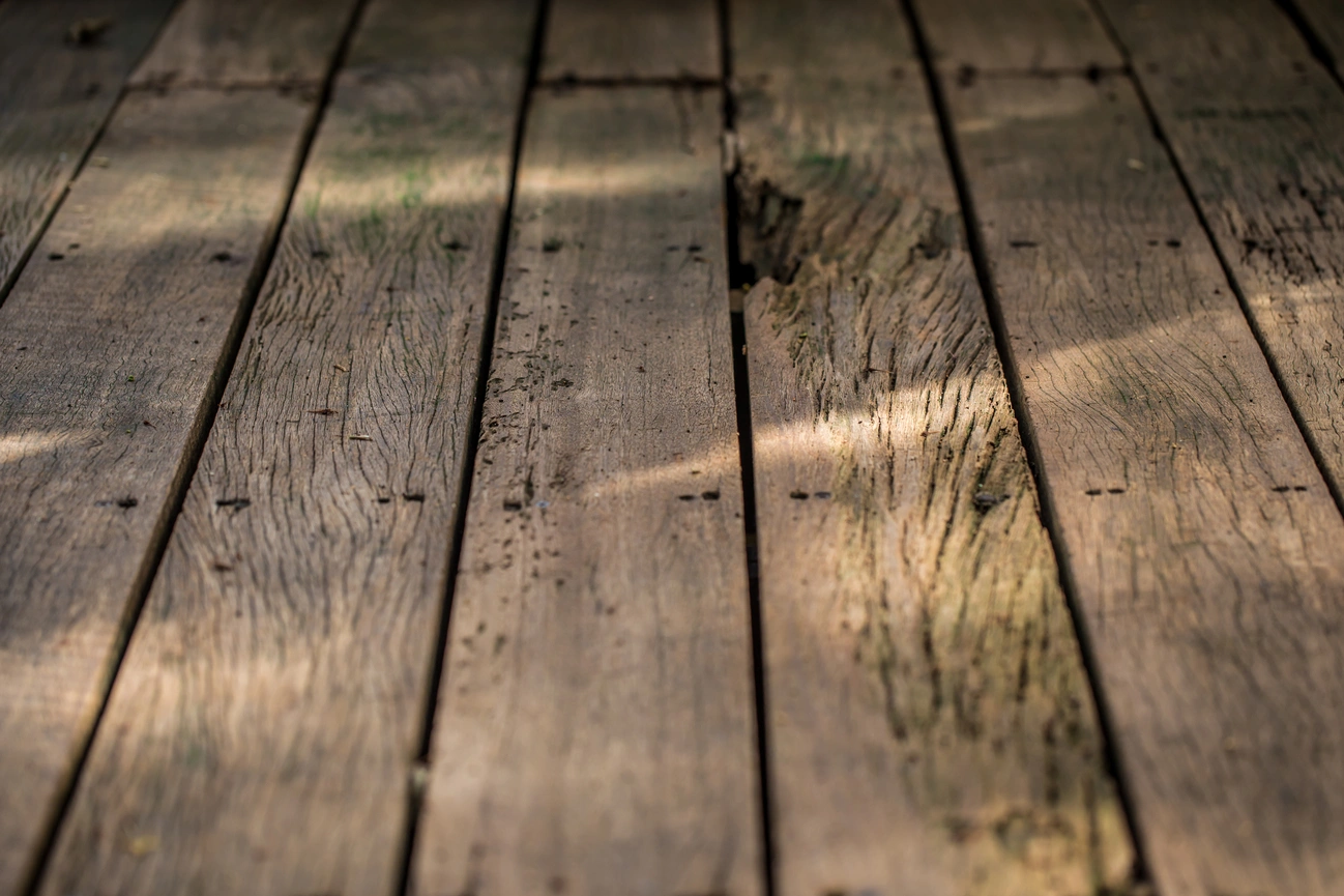 Jupiter FL Termite Inspection and Control
