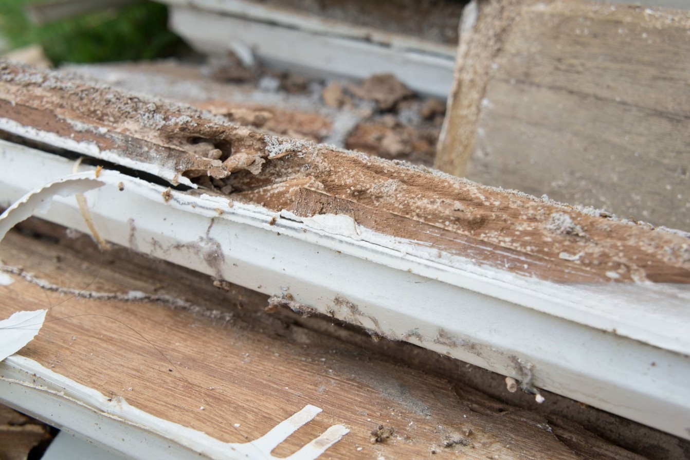 rot termite