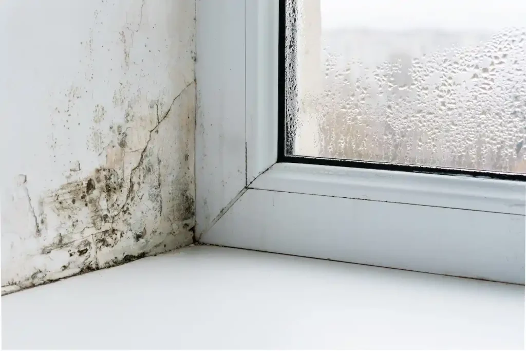 Houston TX mold repair